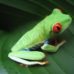 Costa-Rican-Frog.jpg