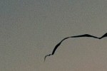 cropped-DSC_46451.jpg